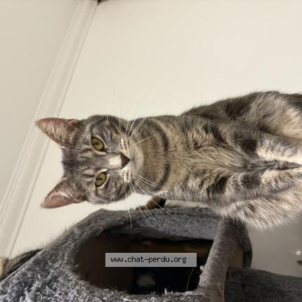 Photo 1/1 Prada Chat perdu à Drancy