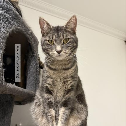 Photo 1/1 Prada Chat perdu à Drancy