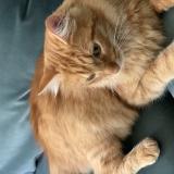 Photo de chat perdu à Castres