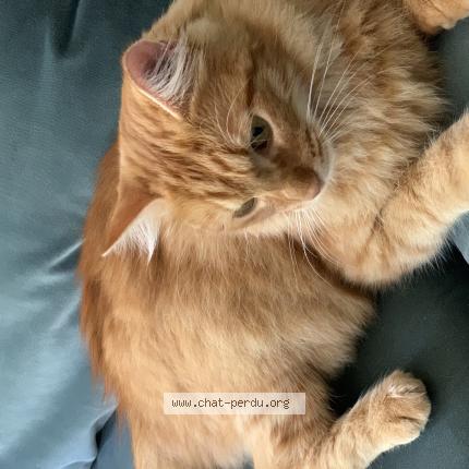 Photo 1/1 Catou Chat perdu à Castres