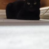 Photo de chat trouvé à Meaux