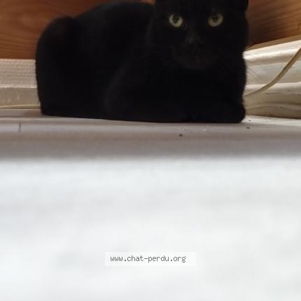 Photo 1/1 Chat trouvé Trouvé à Meaux