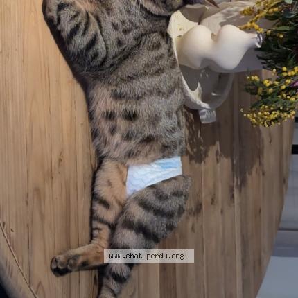 Photo 1/1 Chat retrouvé Perdu à Aulnay sous bois