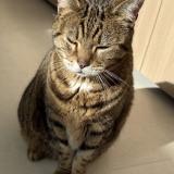 Photo de chat trouvé à Leon