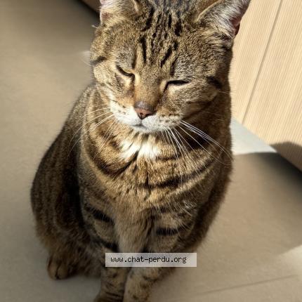 Photo 1/3 Chat trouvé Trouvé à Leon