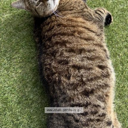 Photo 2/3 Chat trouvé Trouvé à Leon