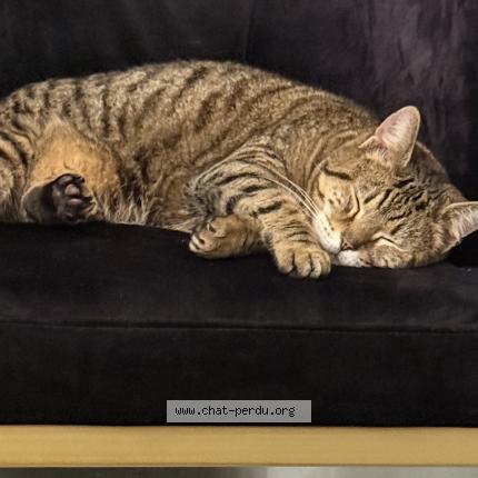 Photo 3/3 Chat trouvé Trouvé à Leon