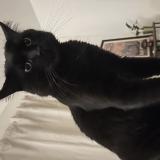 Photo de chat perdu à Talence