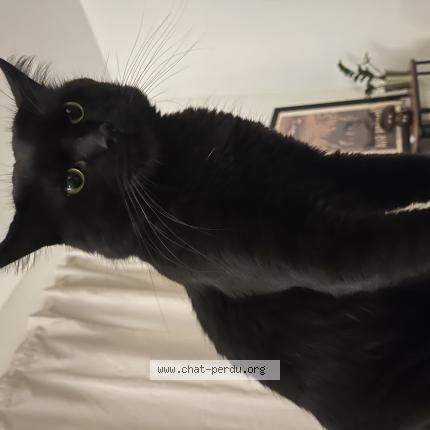 Photo 1/1 Serane Chat perdu à Talence