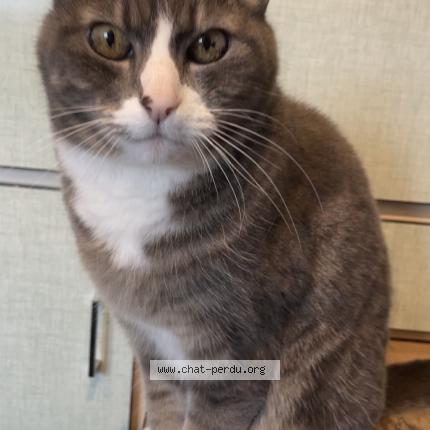 Photo 1/1 Chat retrouvé Perdu à Lyon