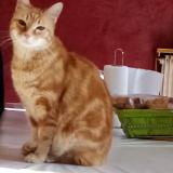 Photo de chat perdu à Grenoble