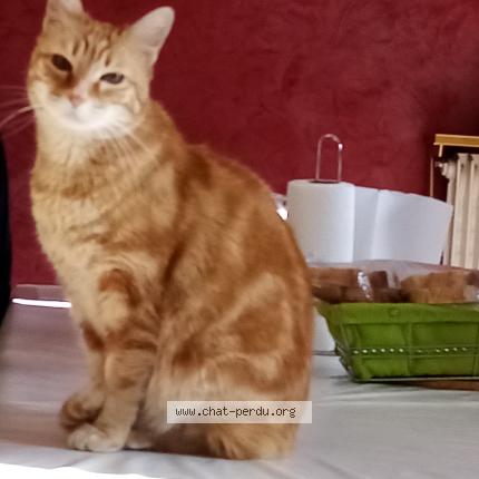 Photo 1/1 Junior Chat perdu à Grenoble