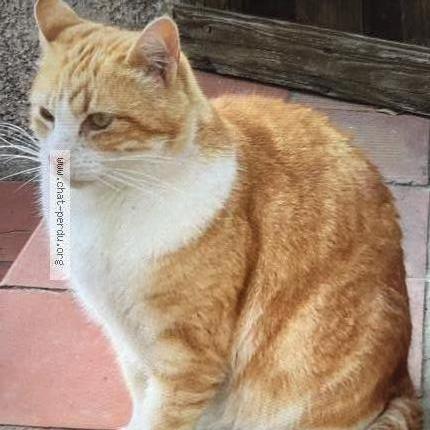 Photo 1/1 Ginger Chat perdu à Bagnols sur ceze