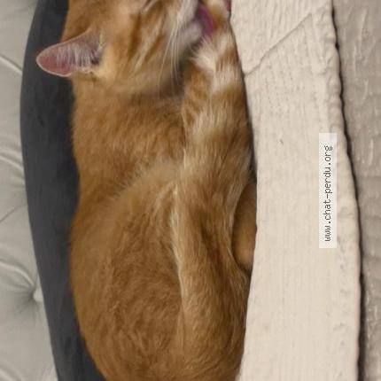 Photo 2/3 TCHINO Chat perdu à Bois colombes