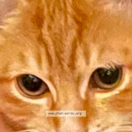 Photo 3/3 TCHINO Chat perdu à Bois colombes