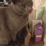 Photo de chat perdu à La Chapelle De Brain