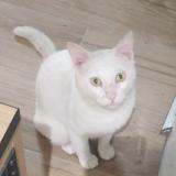 Photo de chat perdu à Tarbes