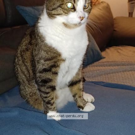 Photo de chat perdu à Commes