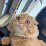 Photo de chat perdu à Toulon