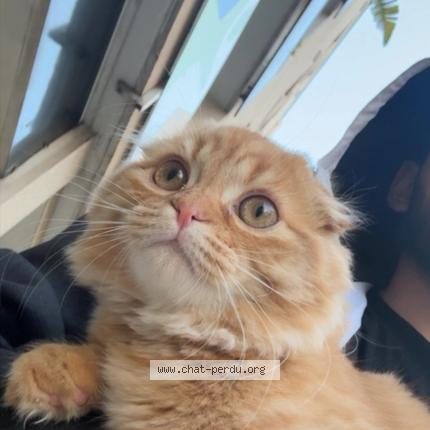 Photo 1/1 Caramel Chat perdu à Toulon