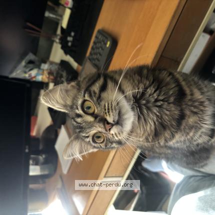 Photo 1/1 Chat retrouvé Perdu à Chambly