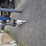 Photo de chat trouvé à Les Pavillons Sous Bois