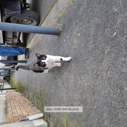 Photo 1/1 Chat trouvé Trouvé à Les pavillons sous bois