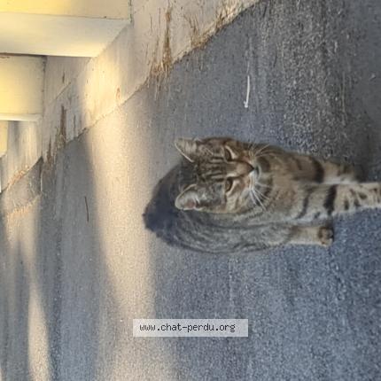 Photo 1/1 Chat retrouvé Trouvé à Nice