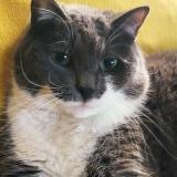 Photo de chat perdu à Cadillac Sur Garonne