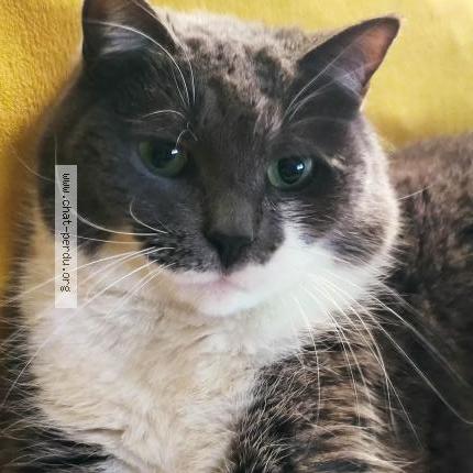 Photo 1/3 Tootsy Chat perdu à Cadillac sur garonne