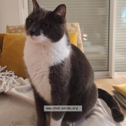 Photo 2/3 Tootsy Chat perdu à Cadillac sur garonne