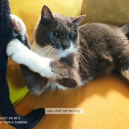 Photo 3/3 Tootsy Chat perdu à Cadillac sur garonne