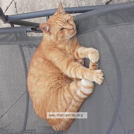 Photo 1/1 COOKIE Chat perdu à Royan