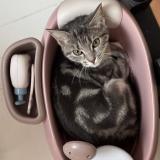 Photo de chat perdu à Montmorency