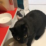 Photo de chat trouvé à Sorede