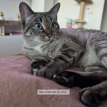 Photo 1/1 Neisy Chat perdu à Fribourg