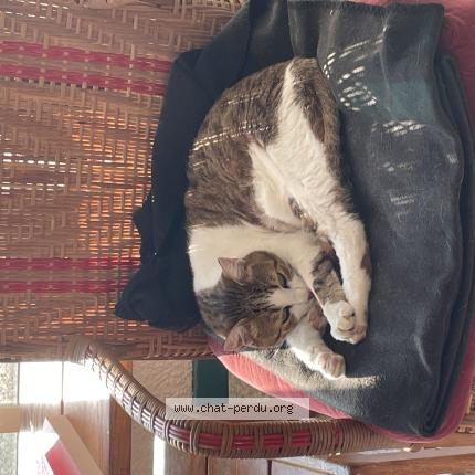 Photo de chat perdu à Roqueseriere