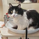 Photo de chat perdu à Puimoisson