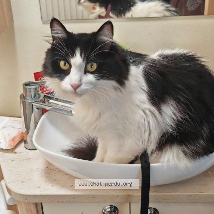 Photo 1/1 STELLA Chat perdu à Puimoisson