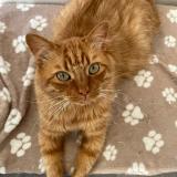 Photo de chat perdu à Val De Reuil