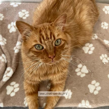 Photo 1/1 Momo Chat perdu à Val de reuil