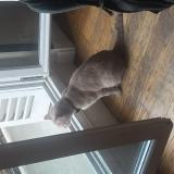 Photo de chat trouvé à Paris