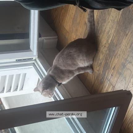 Photo 1/1 Chat trouvé Trouvé à Paris