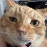 Photo de chat perdu à Crawfordsville