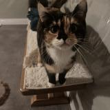 Photo de chat perdu à Thoraise