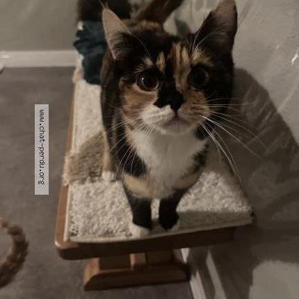 Photo 1/3 Pépé Chat perdu à Thoraise