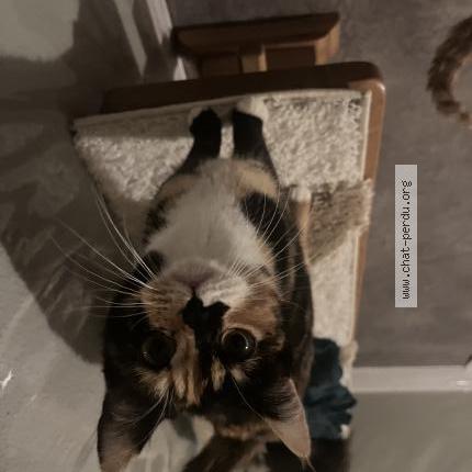 Photo 2/3 Pépé Chat perdu à Thoraise