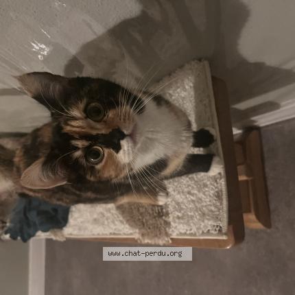 Photo 3/3 Pépé Chat perdu à Thoraise