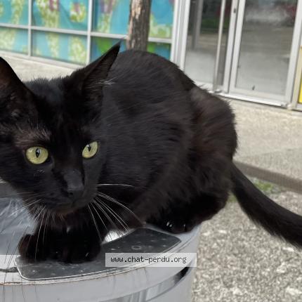 Photo 1/1 Chat retrouvé Trouvé à Merignac