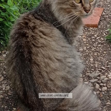 Photo 1/1 Chat retrouvé Perdu à Troyes